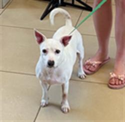 Shelter Stray Female Dog last seen MOON LAKE RD, 19640 Dogpatch Ln, Land O' Lakes, FL 34638, USA