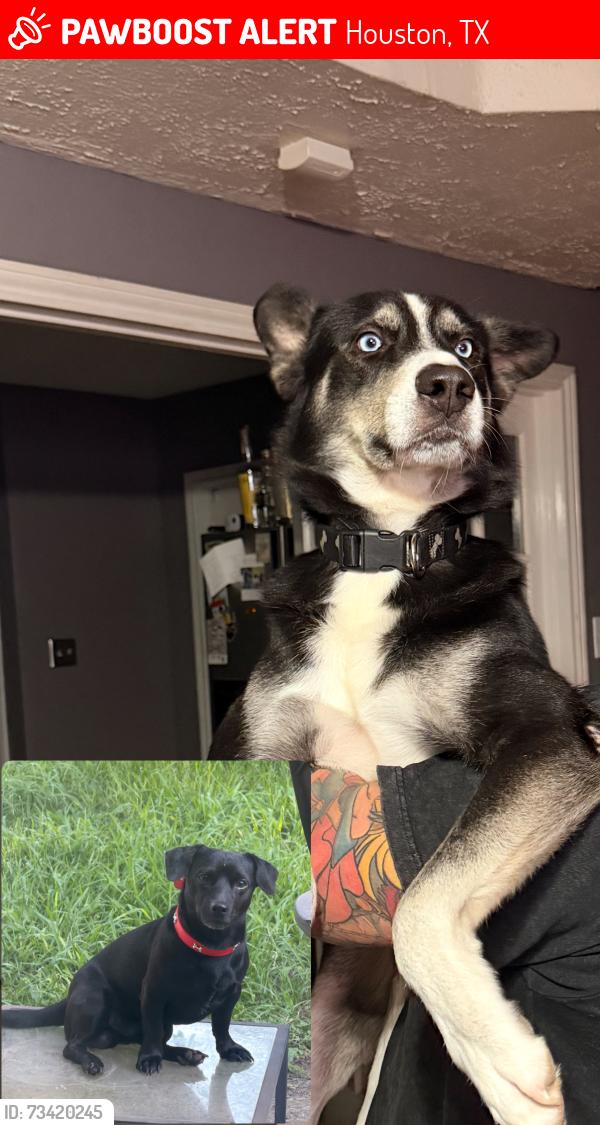 Lost Male Dog last seen Windsong neighborhood, Houston, TX 77084