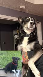 Lost Male Dog last seen Windsong neighborhood, Houston, TX 77084
