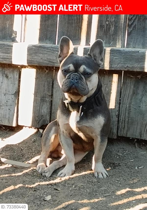 Lost Male Dog last seen Mountain Ave/Rose Lane Mountain Ave/Golden, Riverside, CA 92505