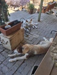 Found/Stray Male Dog last seen Odin, San Bernardino County, CA 92307