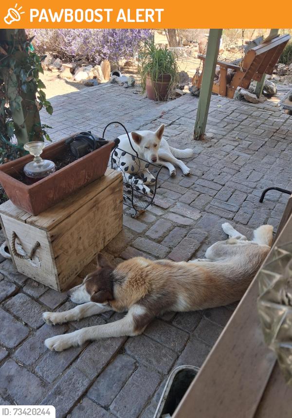 Found/Stray Male Dog last seen Odin, San Bernardino County, CA 92307