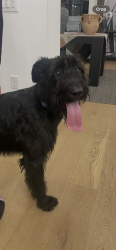 Reunited Male Dog last seen Pickering ponds metro park, Canal Winchester, OH 43110