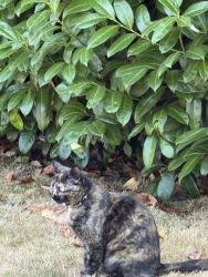 Lost Female Cat last seen University of Puget Sound, Tacoma, WA 98406