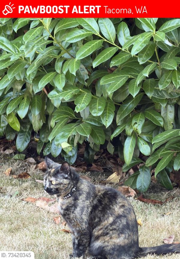 Lost Female Cat last seen University of Puget Sound, Tacoma, WA 98406