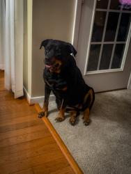 Reunited Female Dog last seen Near hull st., Richmond, VA 23224