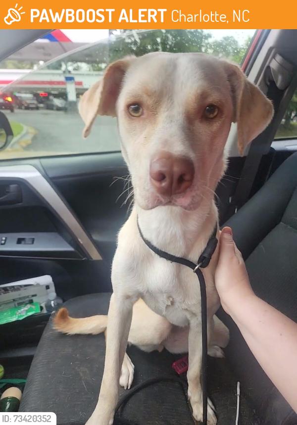 Found/Stray Female Dog last seen Marlwood cir and timber ridge, Charlotte, NC 28227