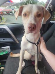 Found/Stray Female Dog last seen Marlwood cir and timber ridge, Charlotte, NC 28227
