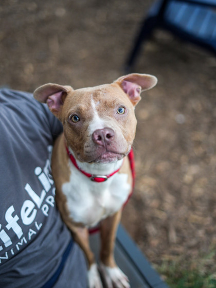 Shelter Stray Female Dog last seen Near MARBUT ROAD Lithonia, 30058, 30058, GA, 3280 Chamblee Dunwoody Rd, Chamblee, GA 30341, USA