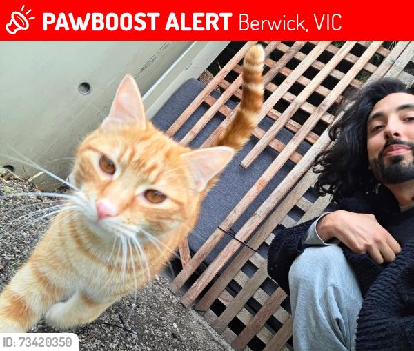 Lost Male Cat last seen Berwick spring, Berwick, VIC 3806