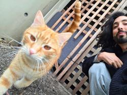 Lost Male Cat last seen Berwick spring, Berwick, VIC 3806