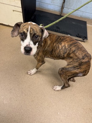 Shelter Stray Female Dog last seen Near Cress Way Drive, Decatur, GA, 30034, 30034, GA, 3280 Chamblee Dunwoody Rd, Chamblee, GA 30341, USA