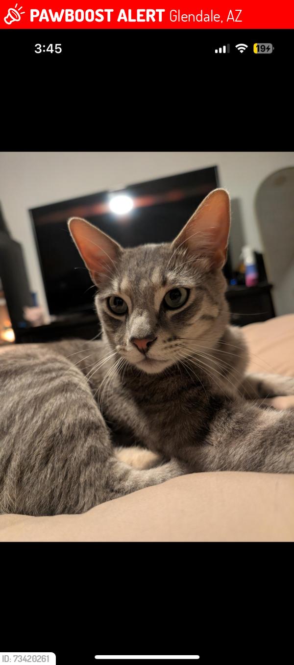 Lost Male Cat last seen Near 73rd Ave and camelback, Glendale, AZ 85303