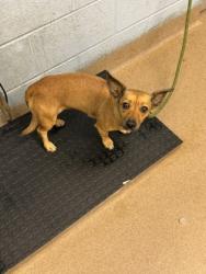Shelter Stray Female Dog last seen Near Panola Way Ln Lithonia, 30058, 30058, GA, 3280 Chamblee Dunwoody Rd, Chamblee, GA 30341, USA