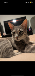 Lost Male Cat last seen Near 73rd Ave and camelback, Glendale, AZ 85303