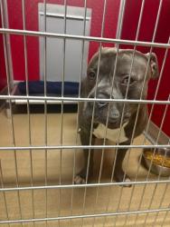 Shelter Stray Male Dog last seen Near Old Williamston Road, 29621, Anderson County, SC, 1320 US-29, Anderson, SC 29626, USA
