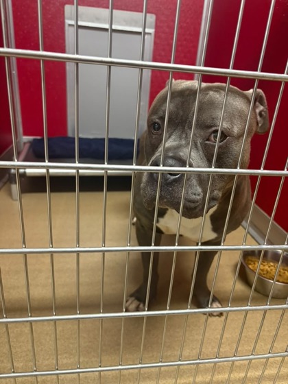 Shelter Stray Male Dog last seen Near Old Williamston Road, 29621, Anderson County, SC, 1320 US-29, Anderson, SC 29626, USA