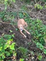 Found/Stray Unknown Dog last seen Near Hawaiian Terrace, Cincinnati, OH 45223, Cincinnati, OH 45223