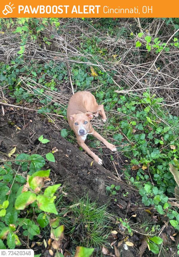 Found/Stray Unknown Dog last seen Near Hawaiian Terrace, Cincinnati, OH 45223, Cincinnati, OH 45223