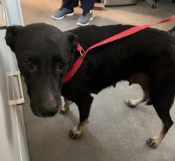 Shelter Stray Female Dog last seen S Buttonwillow Ave & E Lincoln Ave, Reedley Zone Fresno CO 4 93654, CA, 1510 W Dan Ronquillo Dr, Fresno, CA 93706, USA