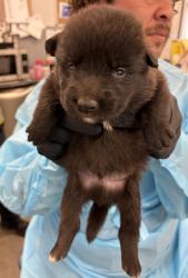 Shelter Stray Male Dog last seen S Buttonwillow Ave & E Lincoln Ave, Reedley Zone Fresno CO 4 93654, CA, 1510 W Dan Ronquillo Dr, Fresno, CA 93706, USA