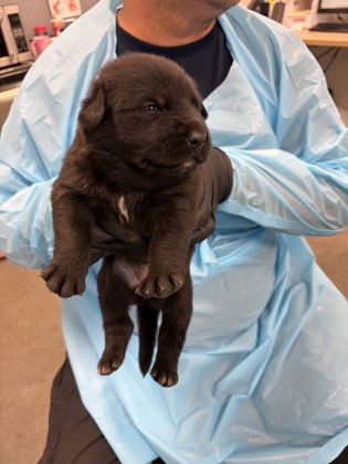 Shelter Stray Female Dog last seen S Buttonwillow Ave & E Lincoln Ave, Reedley Zone Fresno CO 4 93654, CA, 1510 W Dan Ronquillo Dr, Fresno, CA 93706, USA