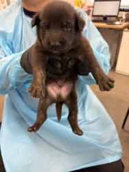 Shelter Stray Male Dog last seen S Buttonwillow Ave & E Lincoln Ave, Reedley Zone Fresno CO 4 93654, CA, 1510 W Dan Ronquillo Dr, Fresno, CA 93706, USA
