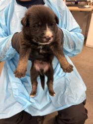 Shelter Stray Male Dog last seen S Buttonwillow Ave & E Lincoln Ave, Reedley Zone Fresno CO 4 93654, CA, 1510 W Dan Ronquillo Dr, Fresno, CA 93706, USA