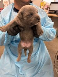 Shelter Stray Female Dog last seen S Buttonwillow Ave & E Lincoln Ave, Reedley Zone Fresno CO 4 93654, CA, 1510 W Dan Ronquillo Dr, Fresno, CA 93706, USA