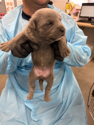 Shelter Stray Female Dog last seen S Buttonwillow Ave & E Lincoln Ave, Reedley Zone Fresno CO 4 93654, CA, 1510 W Dan Ronquillo Dr, Fresno, CA 93706, USA