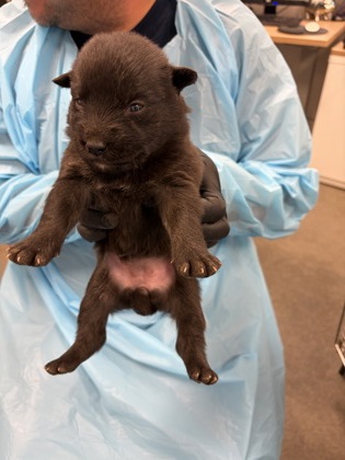 Shelter Stray Female Dog last seen S Buttonwillow Ave & E Lincoln Ave, Reedley Zone Fresno CO 4 93654, CA, 1510 W Dan Ronquillo Dr, Fresno, CA 93706, USA