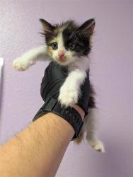 Shelter Stray Female Cat last seen Near rushing rd, CITY of El Paso, TX, 5001 Fred Wilson Ave, El Paso, TX 79906, USA