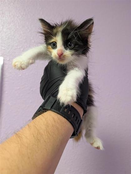 Shelter Stray Female Cat last seen Near rushing rd, CITY of El Paso, TX, 5001 Fred Wilson Ave, El Paso, TX 79906, USA
