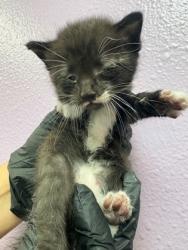 Shelter Stray Male Cat last seen Near Trimona Way, CITY of El Paso, TX, 5001 Fred Wilson Ave, El Paso, TX 79906, USA