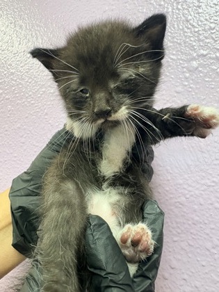 Shelter Stray Male Cat last seen Near Trimona Way, CITY of El Paso, TX, 5001 Fred Wilson Ave, El Paso, TX 79906, USA