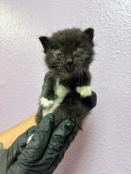 Shelter Stray Female Cat last seen Near Trimona Way, CITY of El Paso, TX, 5001 Fred Wilson Ave, El Paso, TX 79906, USA