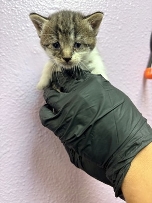 Shelter Stray Female Cat last seen Near Trimona Way, CITY of El Paso, TX, 5001 Fred Wilson Ave, El Paso, TX 79906, USA