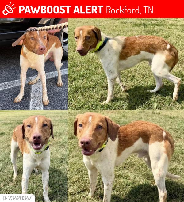 Lost Male Dog last seen Nails creek road, Rockford, TN 37853