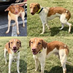 Lost Male Dog last seen Nails creek road, Rockford, TN 37853