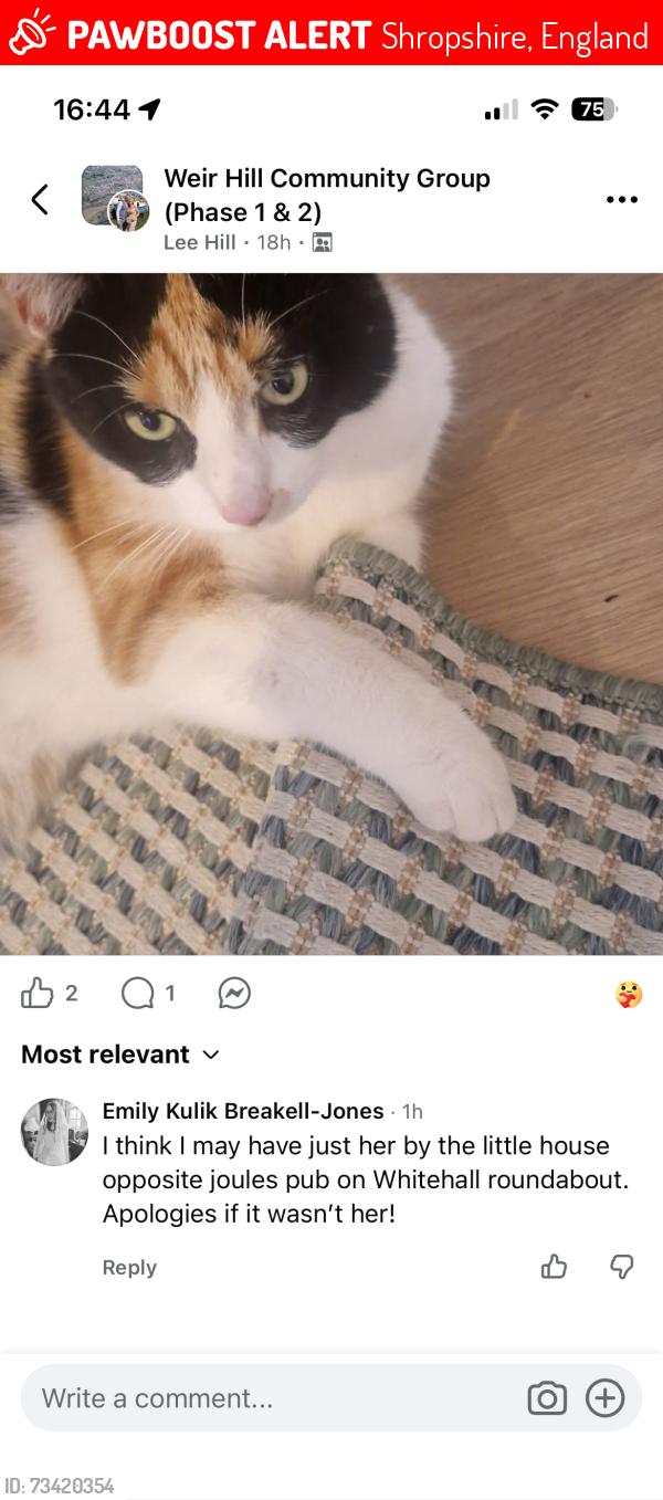 Lost Female Cat last seen Shirehall, London road, Shropshire, England 
