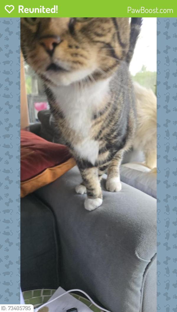 Reunited Male Cat last seen Bridle Rd / Rosewood Ave. North Billerica, Billerica, MA 01821