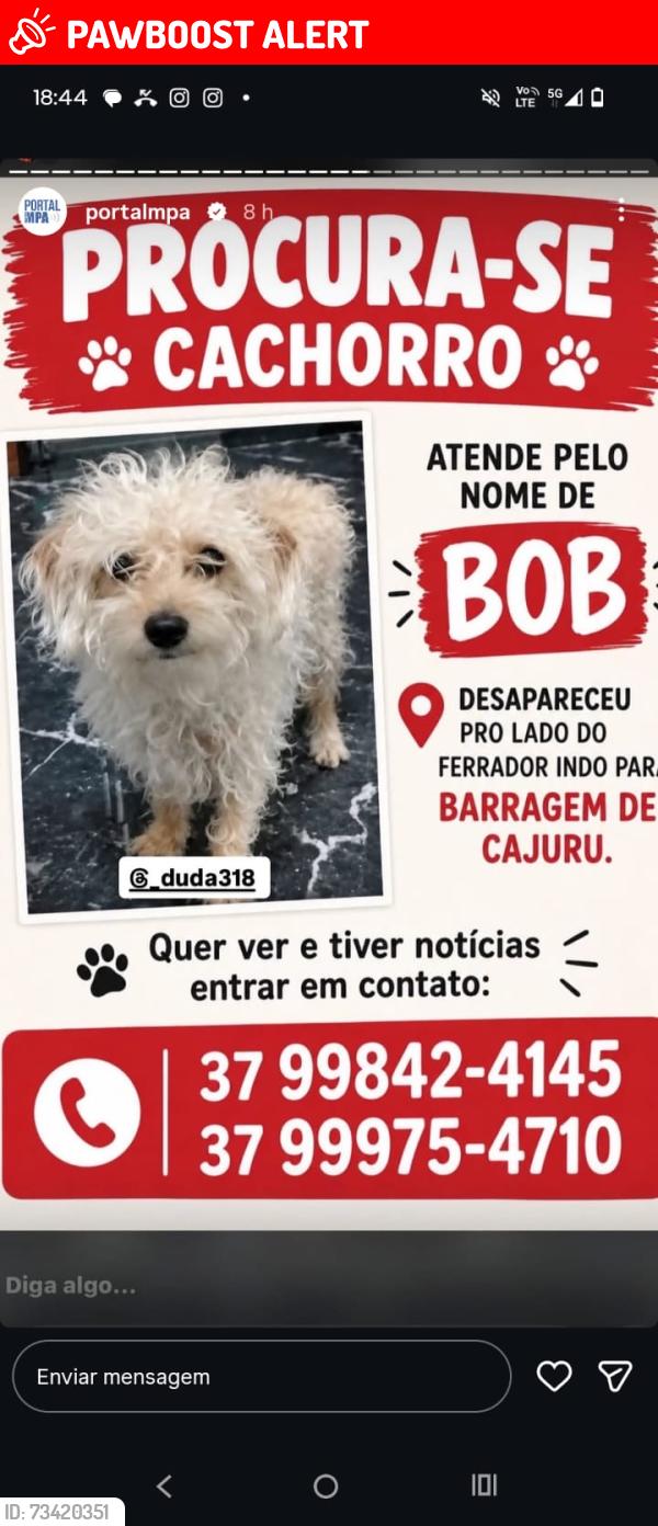 Lost Male Dog last seen Rua Antonio costa de Freitas 51 chácaras Belo Horizonte, Carmo do Cajuru, MG 35510-000