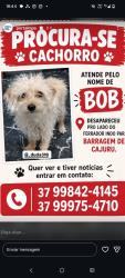 Lost Male Dog last seen Rua Antonio costa de Freitas 51 chácaras Belo Horizonte, Carmo do Cajuru, MG 35510-000