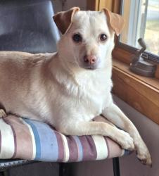 Reunited Female Dog last seen Hemlock and East Fish Lake Road, Maple Grove, MN 55369
