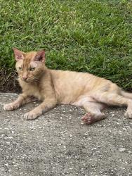Reunited Unknown Cat last seen Treehaven dr. Just of Newmark, Deltona, Deltona, FL 32738