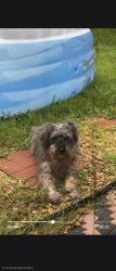 Lost Male Dog last seen Yelverton Terrace Trail, Spring, TX 77373