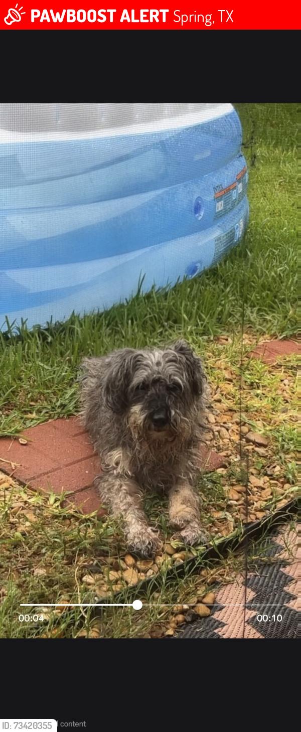 Lost Male Dog last seen Yelverton Terrace Trail, Spring, TX 77373