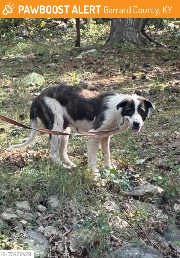 Found/Stray Female Dog last seen 115A Walter Davis Drive, Garrard County, KY 40444