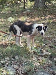 Found/Stray Female Dog last seen 115A Walter Davis Drive, Garrard County, KY 40444