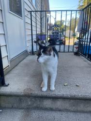 Reunited Unknown Cat last seen Western/School, Green Bay, WI 54304